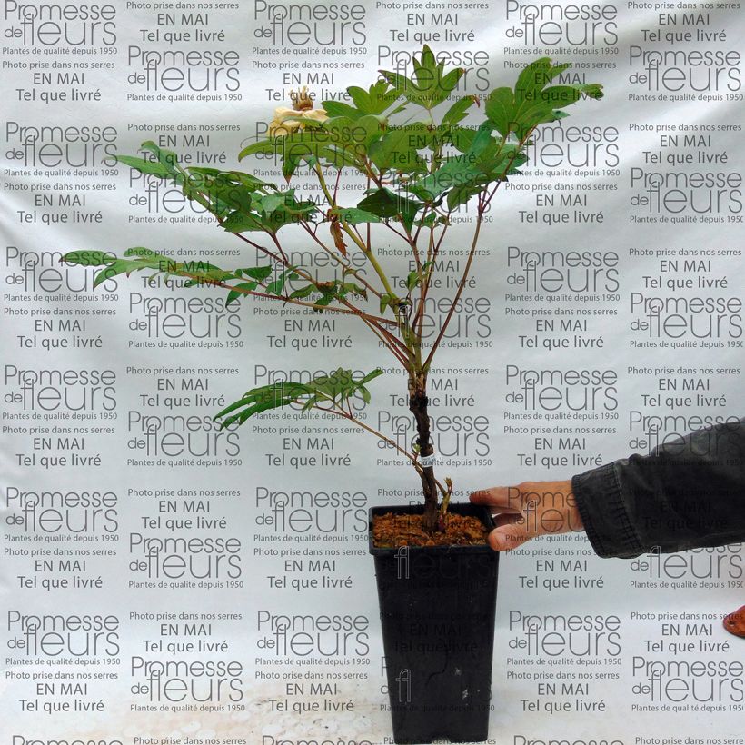 Example of Paeonia suffruticosa Pink - Tree Peony specimen as delivered