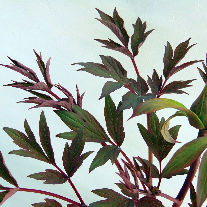 Paeonia suffruticosa White - Tree Peony (Foliage)