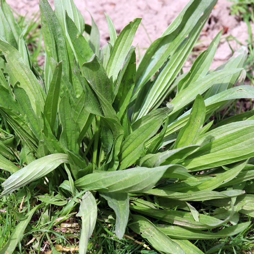 Ribwort Plantain organic seeds - Plantago lanceolata (Foliage)