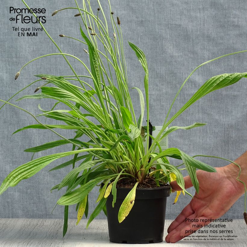 Ribwort Plantain - Plantago lanceolata sample as delivered in spring