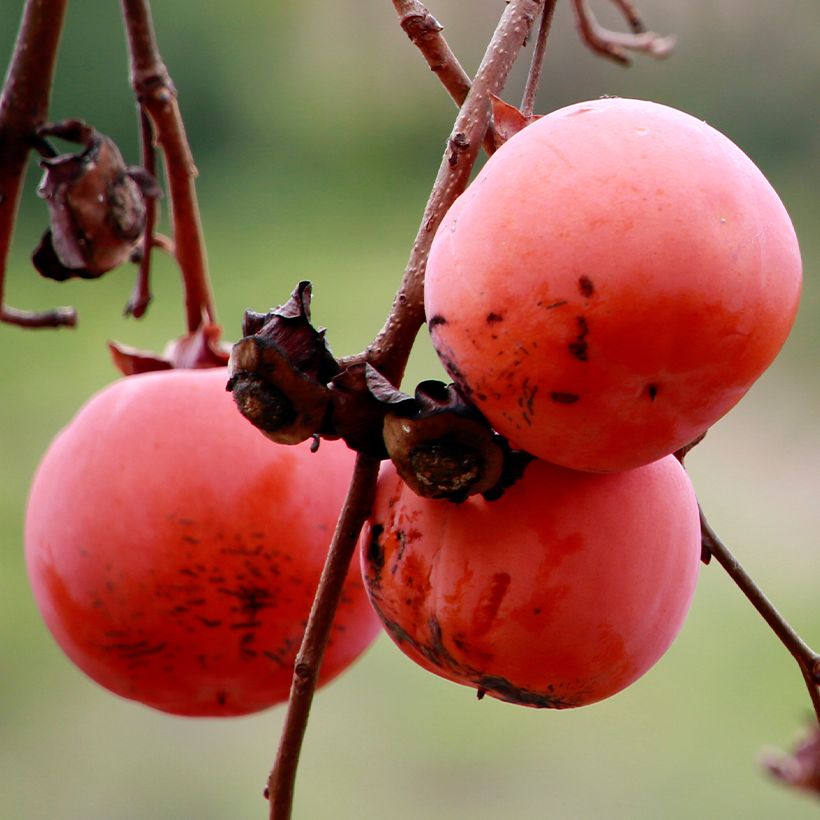 Diospyros kaki Nikita’s Gift - Persimmon (Harvest)