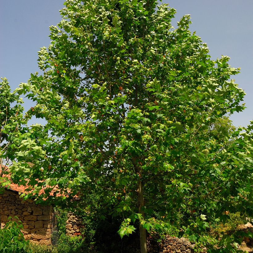 Platanus x hispanica (Foliage)