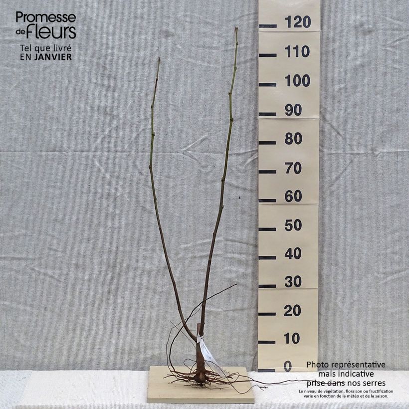 Platanus x hispanica El Gordo Bare rootShipped height around 60/100cm sample as delivered in winter