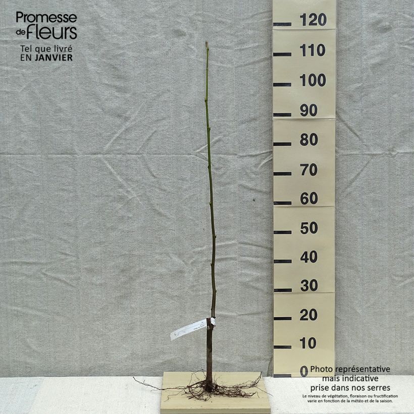 Platanus x hispanica Malburg - Platane  Racines nues sample as delivered in winter