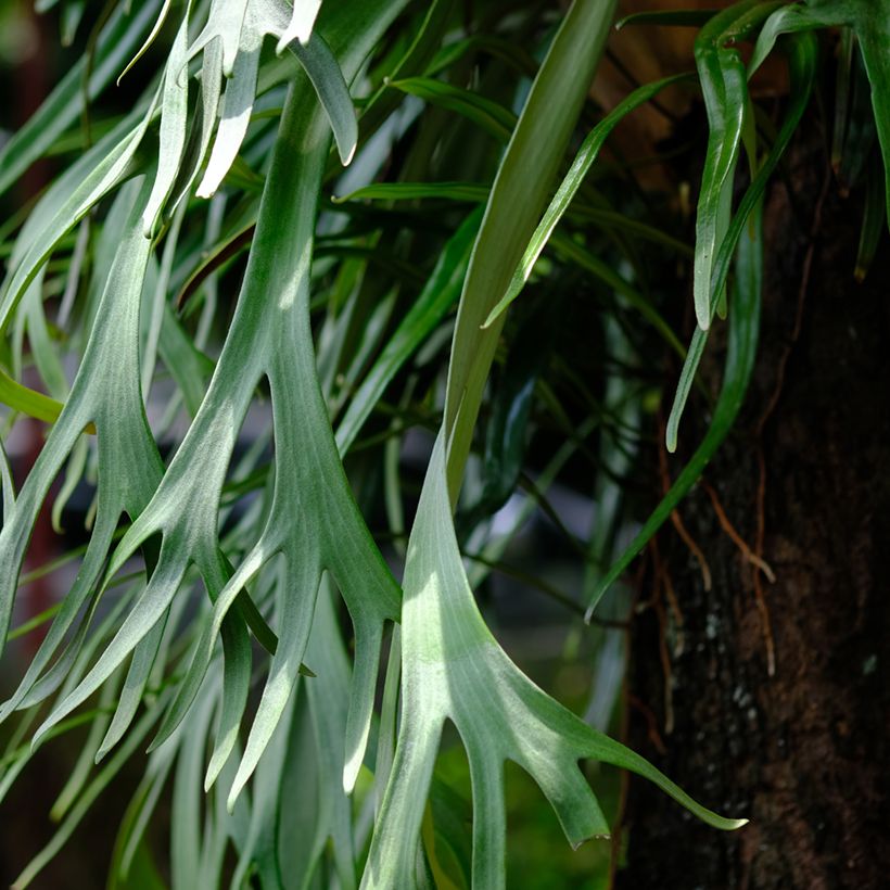 Platycerium bifurcatum - Staghorn fern (Foliage)