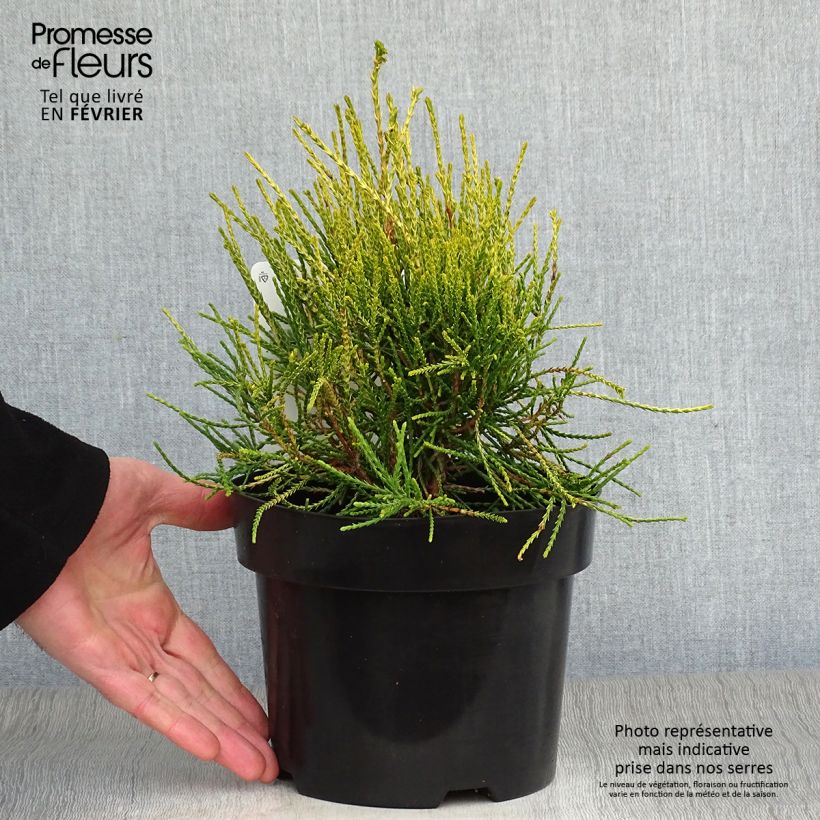 Platycladus orientalis Franky Boy en pot de 2/3L sample as delivered in winter