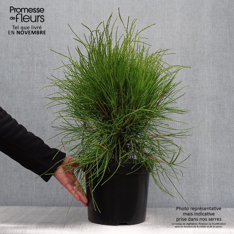 Platycladus orientalis Franky Boy en pot de 7,5/10l sample as delivered in autumn