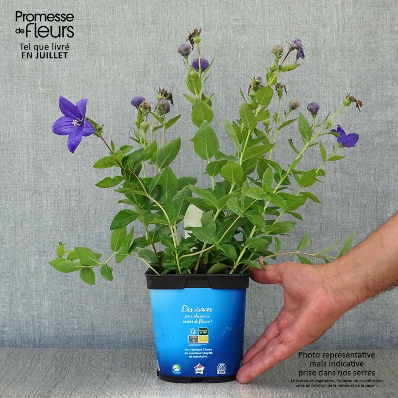Platycodon grandiflorus Astra Blue 2L/3L pot sample as delivered in summer