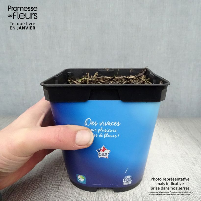 Platycodon grandiflorus Astra Blue Pot de 2L/3L sample as delivered in winter