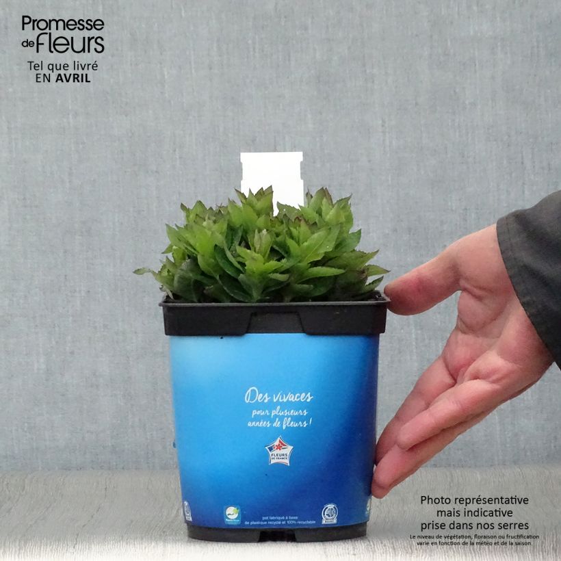 Platycodon grandiflorus Astra Blue Pot de 2L/3L sample as delivered in spring