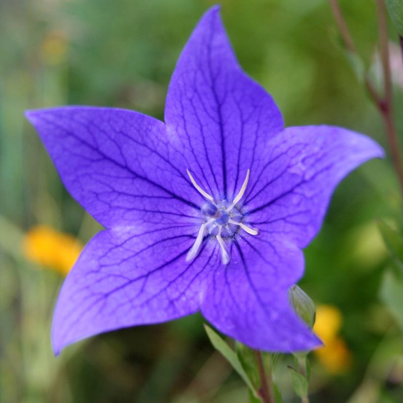 Platycodon grandiflorus Fuji Blue (Flowering)