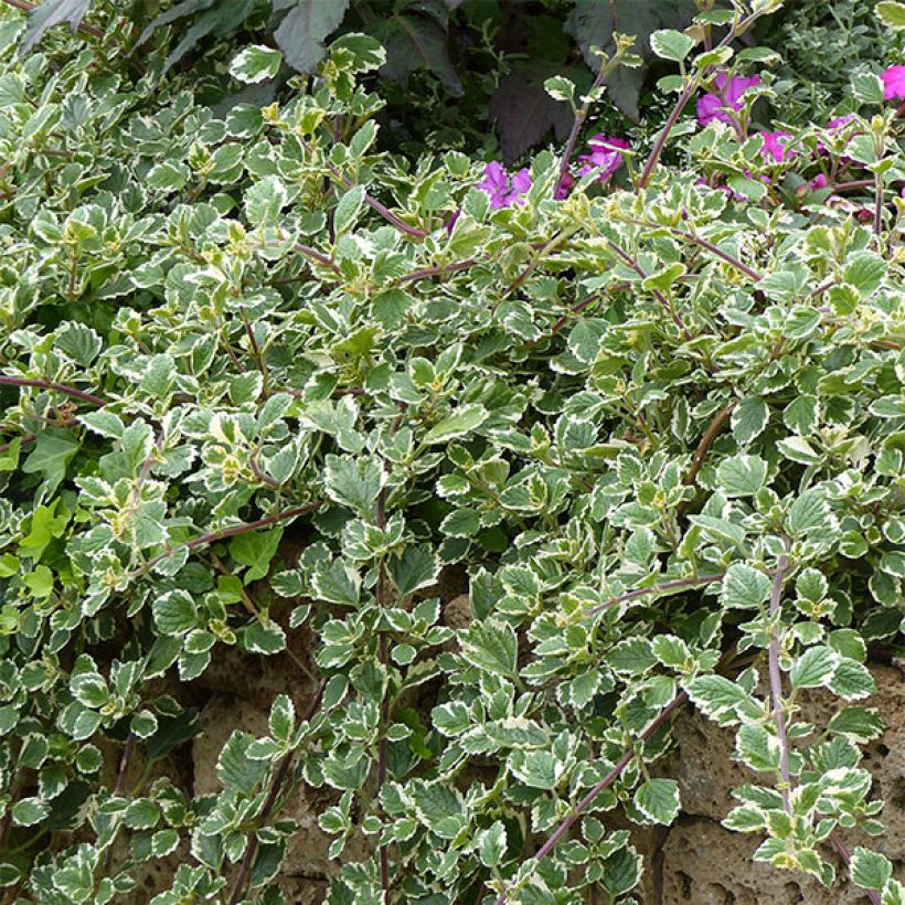 Plectranthus coleoides 'Variegatus' (Plant habit)