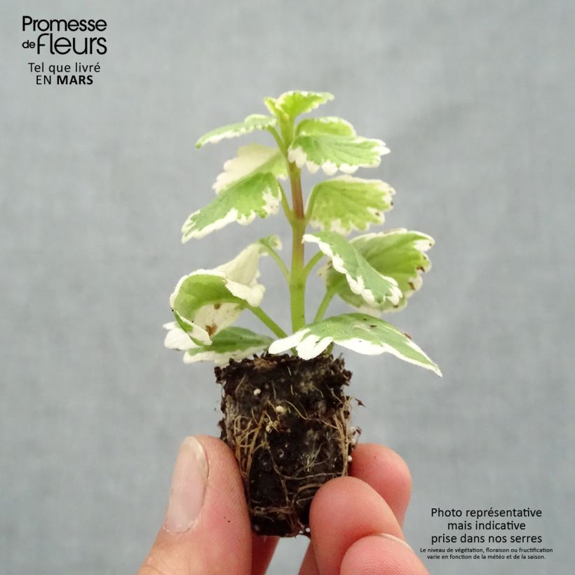 Plectranthus coleoides 'Variegatus' sample as delivered in spring