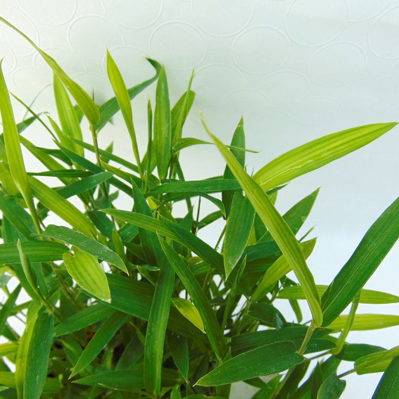 Pleioblastus argenteostriatus Pumilus - Dwarf Bamboo (Foliage)