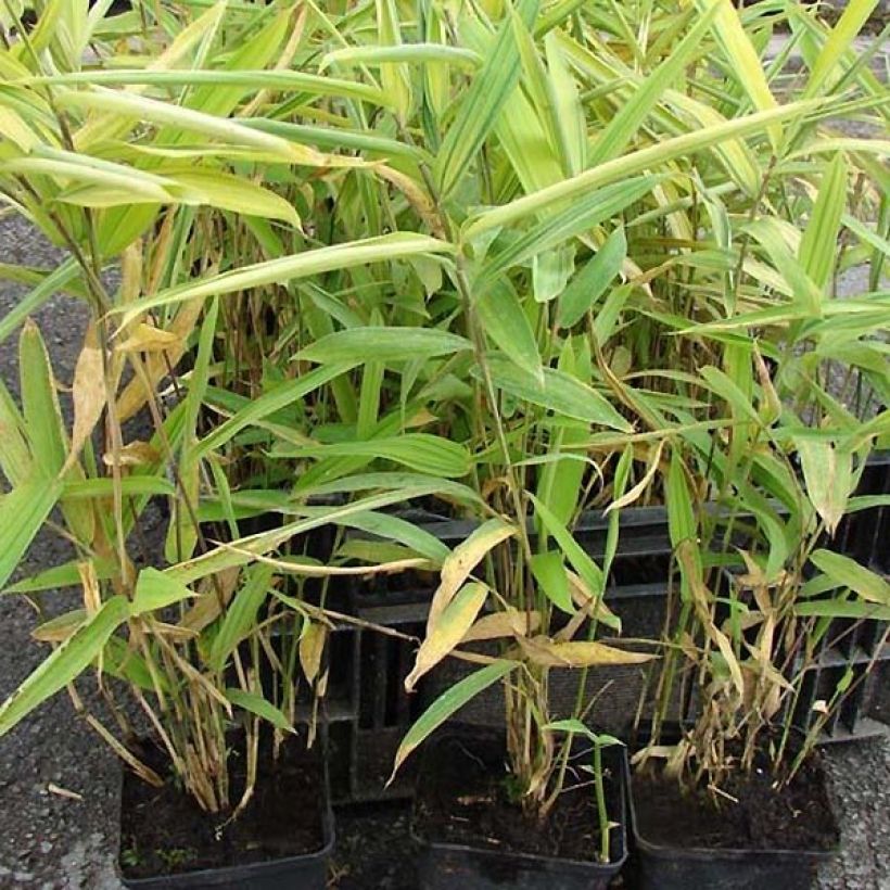 Pleioblastus auricomus - Dwarf Bamboo (Foliage)