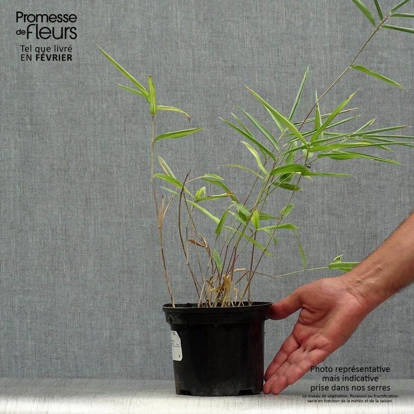 Pleioblastus auricomus - Bambou nain doré Pot de 1L/1.5L sample as delivered in autumn