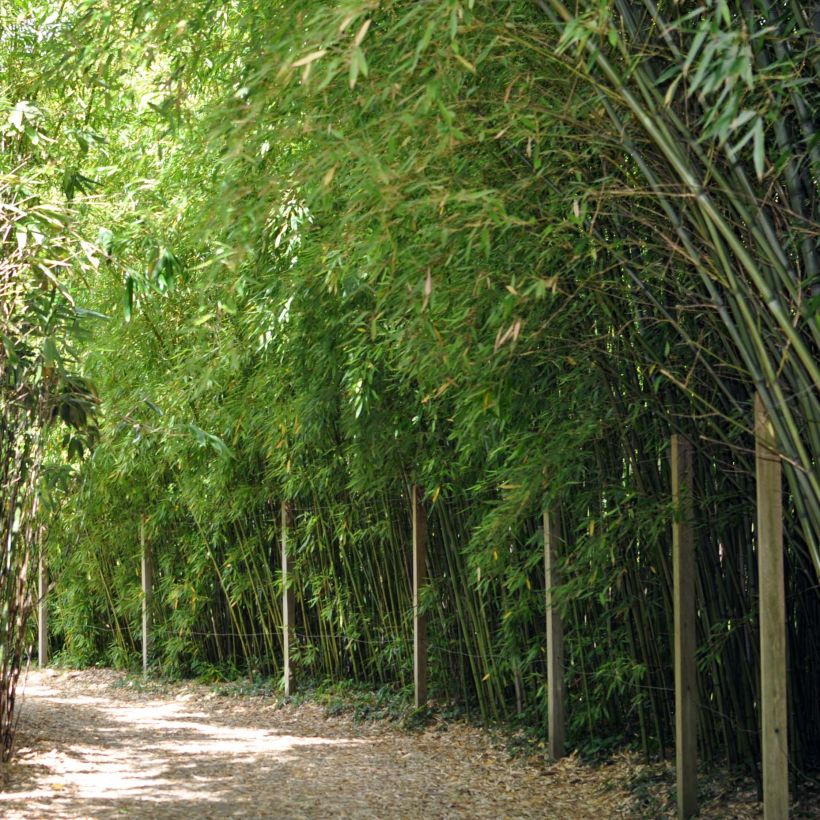 Pleioblastus chino - Dwarf Bamboo (Plant habit)