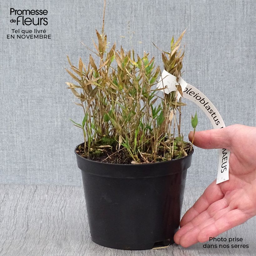 Pleioblastus pygmaeus - Dwarf Bamboo 1L/1.5L pot sample as delivered in autumn