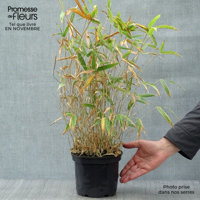 Pleioblastus pygmaeus Distichus - Dwarf Bamboo 2L/3L pot sample as delivered in autumn