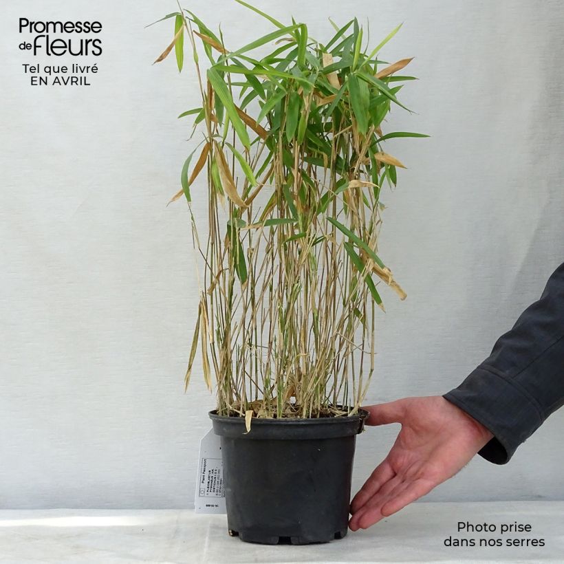Pleioblastus pygmaeus Distichus - Dwarf Bamboo sample as delivered in spring