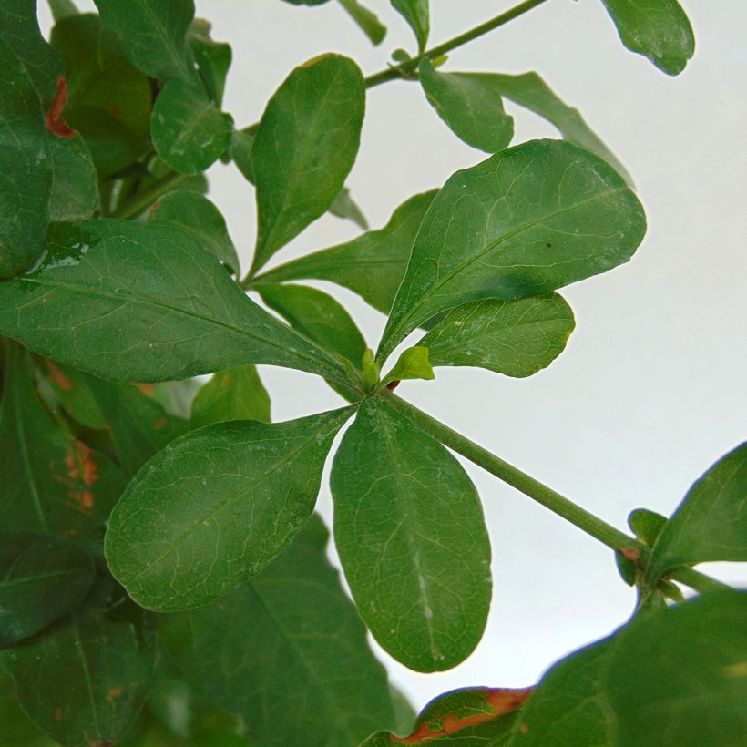 Plumbago auriculata  (Foliage)