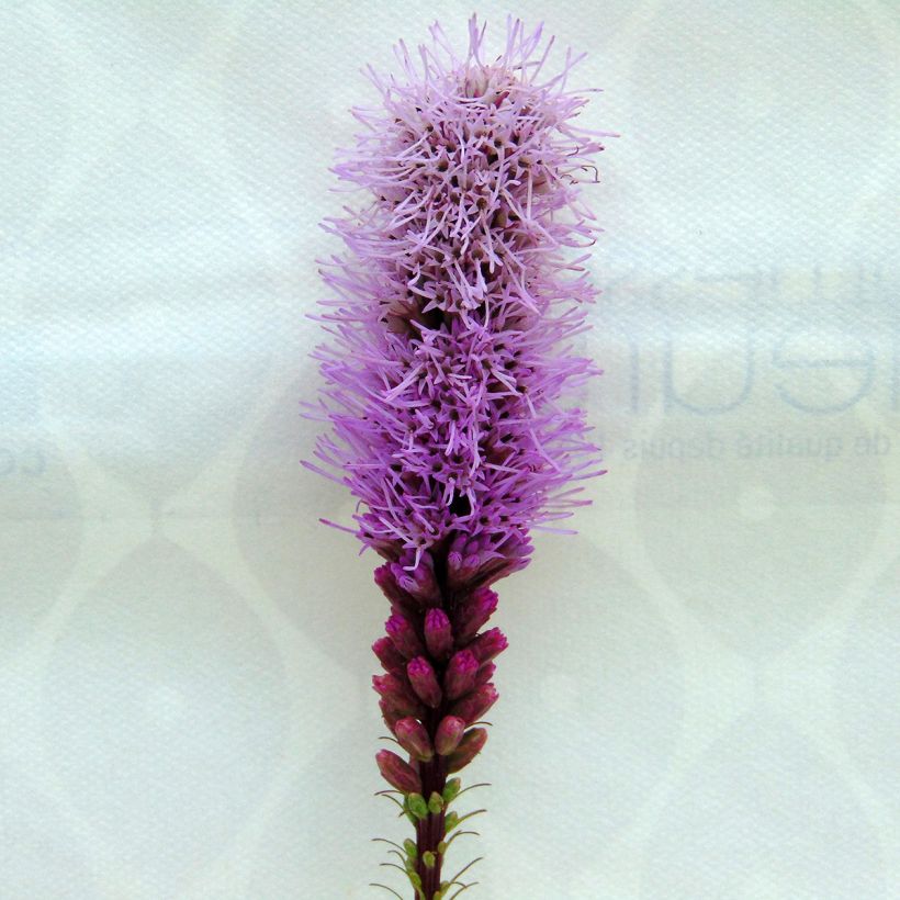 Liatris spicata Floristan Violet (Flowering)