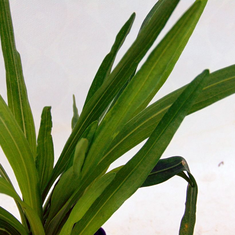 Liatris spicata Kobold - Dense Blazing star (Foliage)