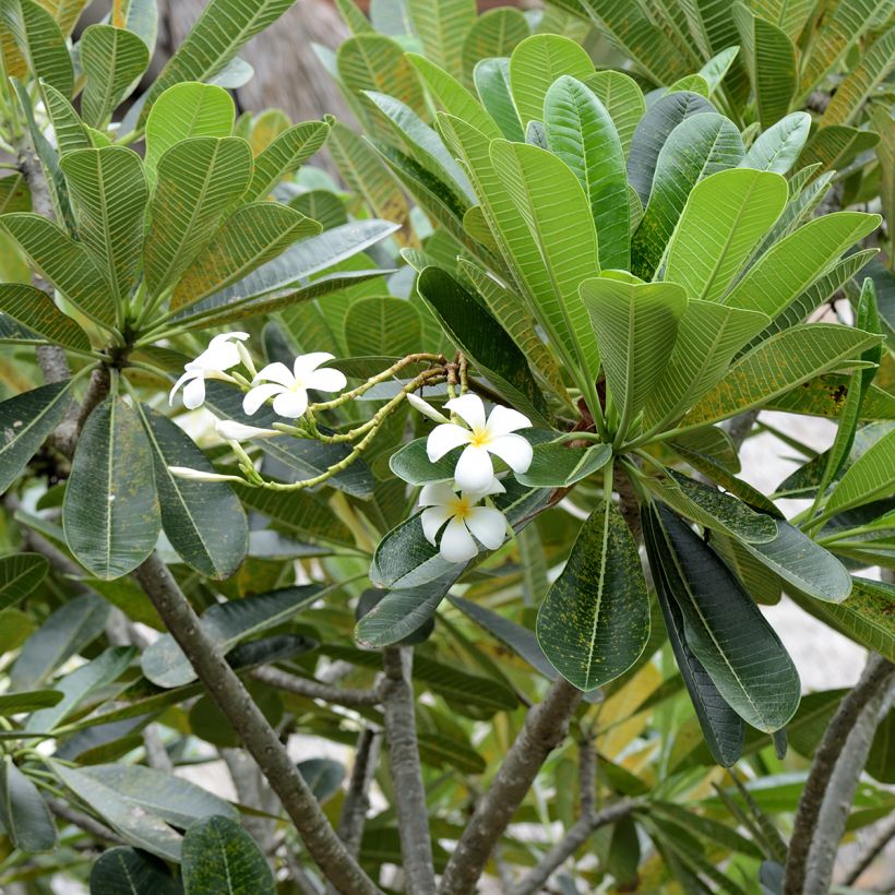 Plumeria obtusa - Frangipani (Foliage)