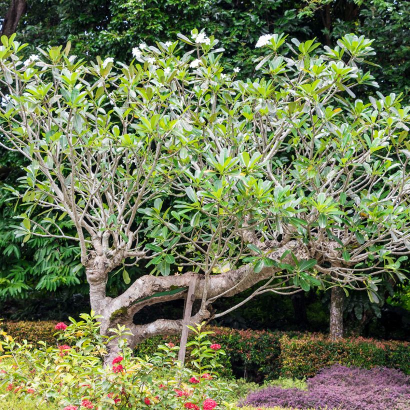 Plumeria obtusa - Frangipani (Plant habit)