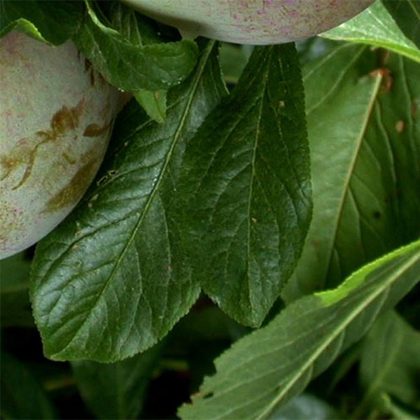 Pluot Flavor Supreme - Plumcot (Foliage)