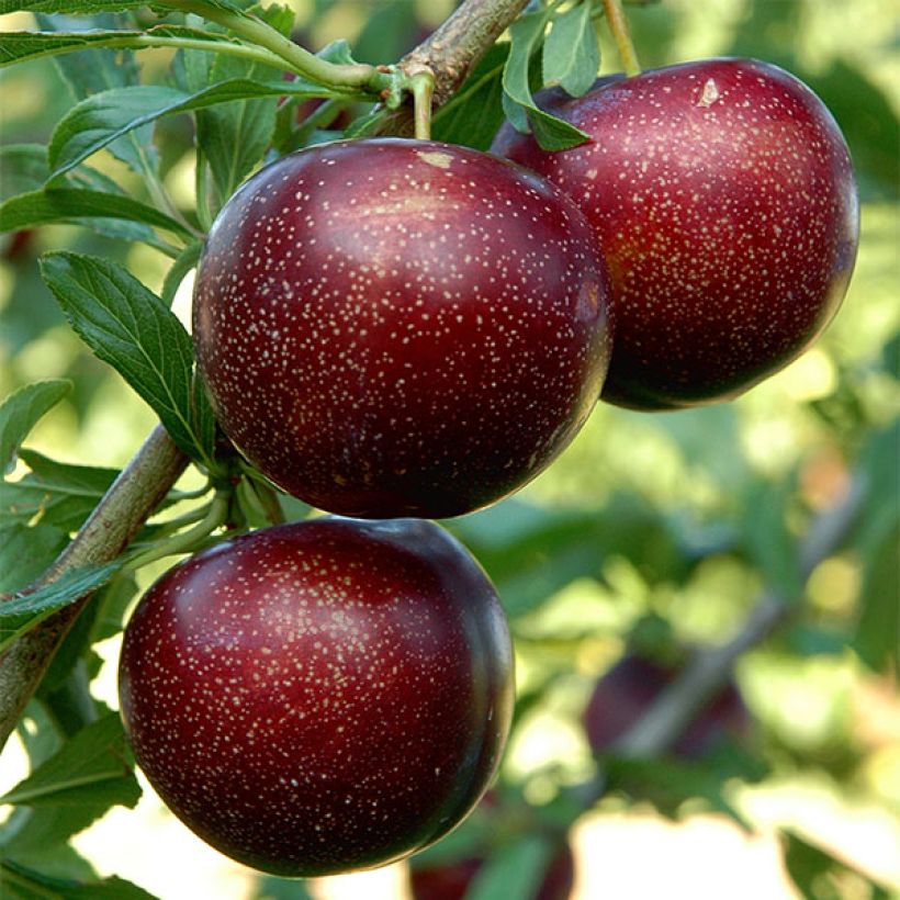 Pluot Purple Candy - Plumcot (Harvest)