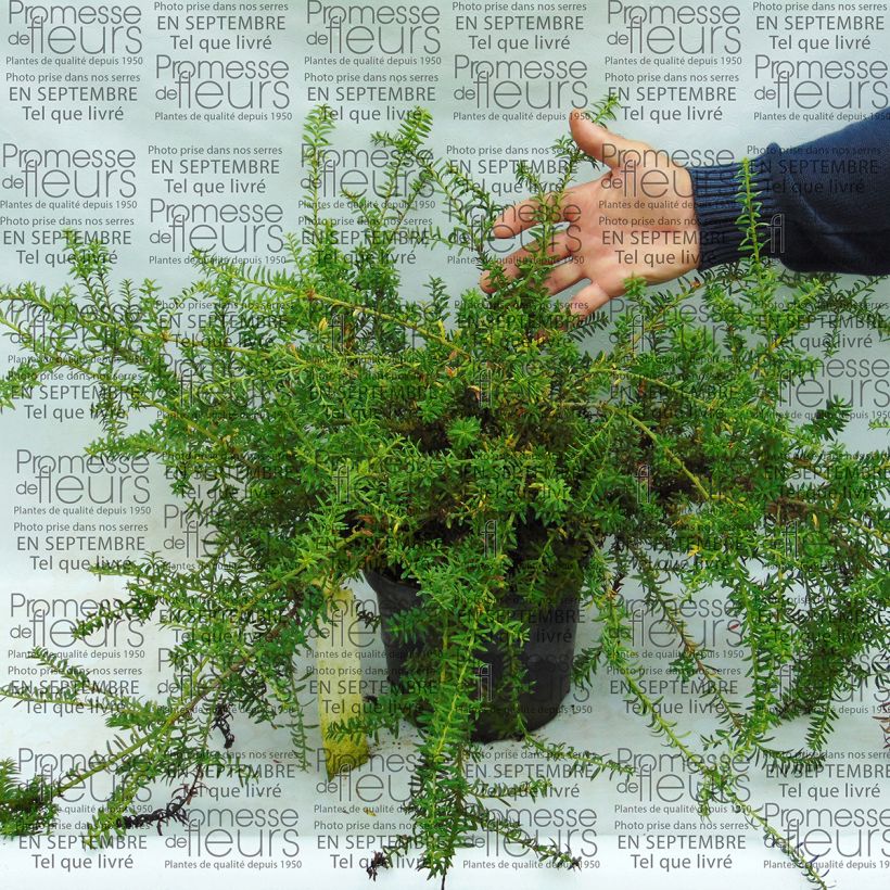 Example of Podocarpus nivalis specimen as delivered