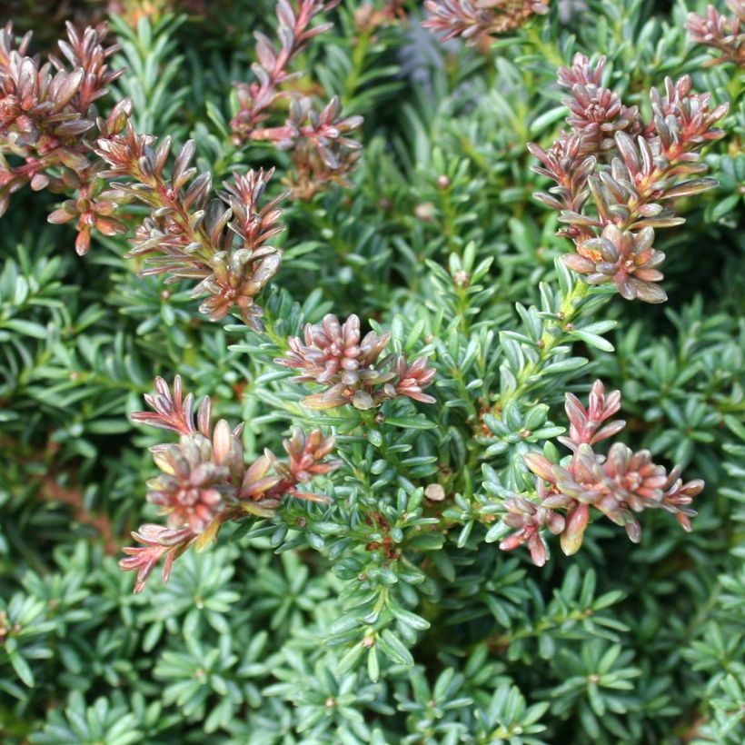 Podocarpus lawrencei Red Tip (Foliage)