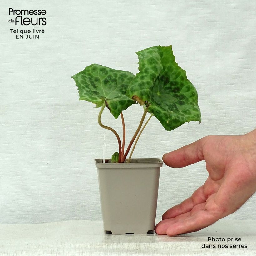 Podophyllum Spotty Dotty 8/9 cm pot sample as delivered in summer