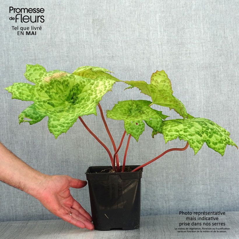 Podophyllum Spotty Dotty - Dysosma Pot de 3L/4L sample as delivered in spring