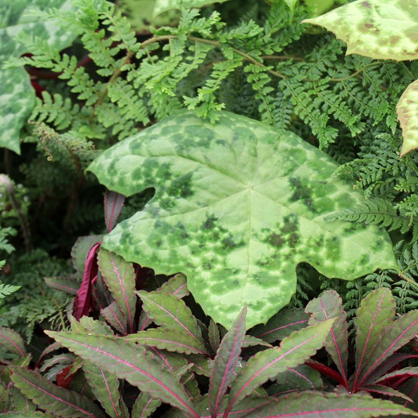 Podophyllum Spotty Dotty (Plant habit)