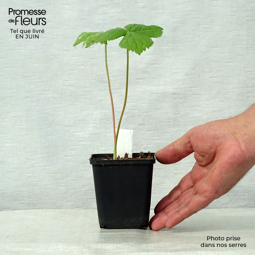 Podophyllum hexandrum, Podophyllum emodi Godet de 8/9 cm sample as delivered in summer