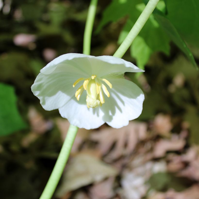 Podophyllum peltatum (Flowering)