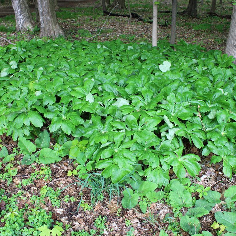 Podophyllum peltatum (Plant habit)