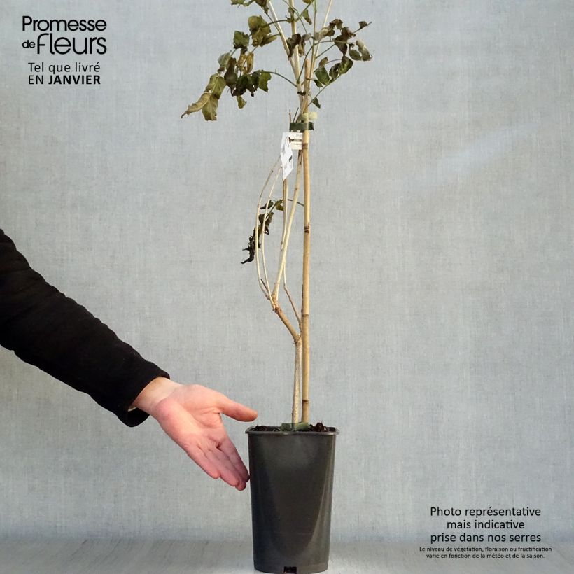 Podranea ricasoliana - Bignone rose Pot de 2L/3L sample as delivered in winter