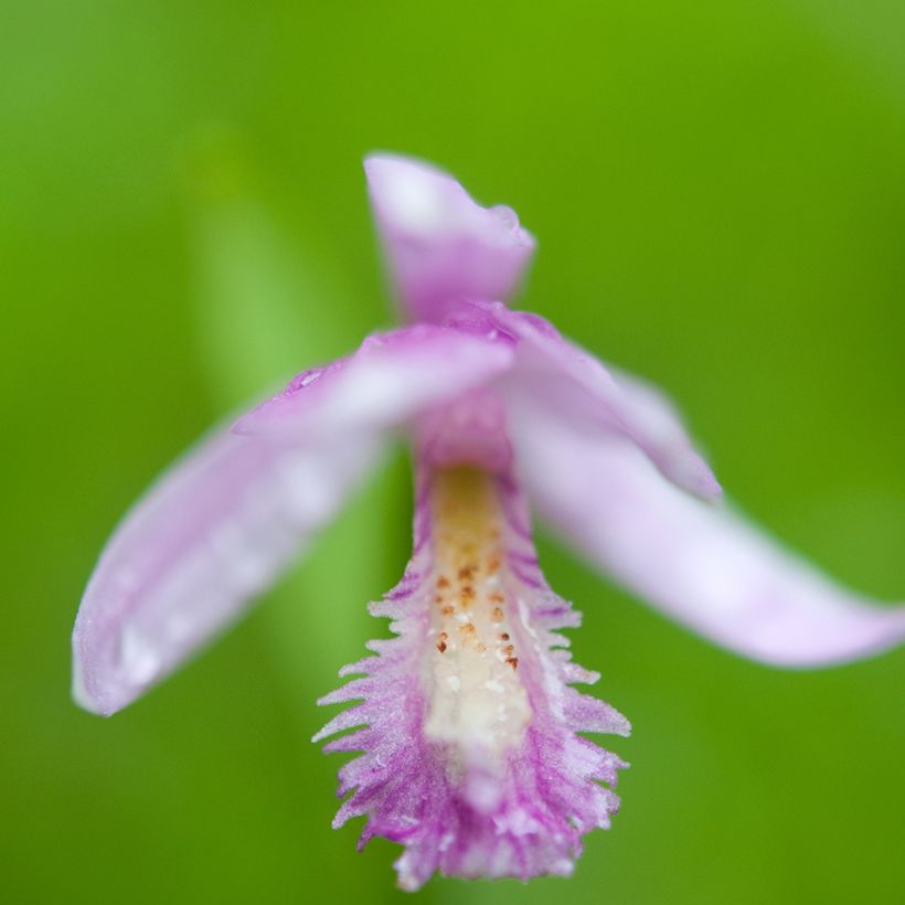 Pogonia ophioglossoides  (Flowering)