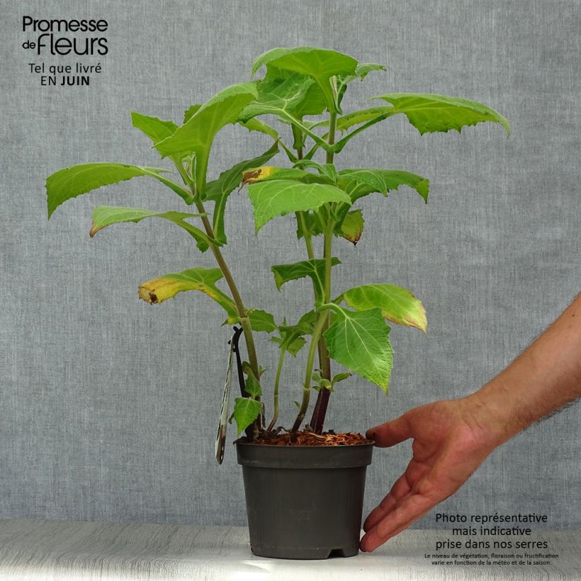 Morado Earth Pear - Smallanthus sonchifolius 1.5L/2L pot sample as delivered in summer
