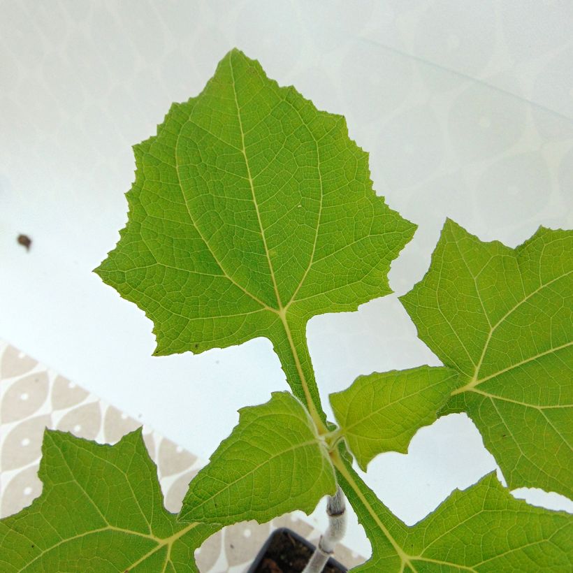 Smallanthus sonchifolius - Organic Earth Pear (Foliage)