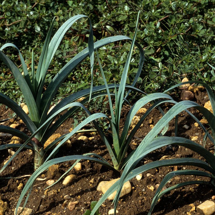 'Bleu de Solaise' Leek - Allium porrum (Plant habit)