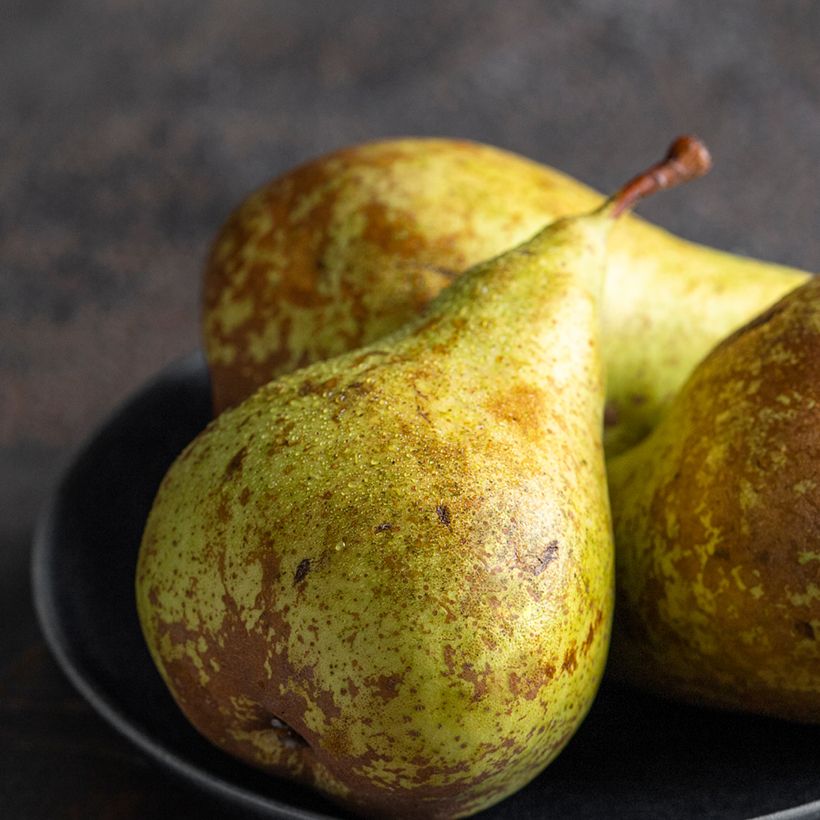 Pyrus communis André Desportes - Pear Tree (Harvest)