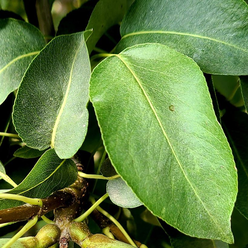 Pyrus communis Bergamote Esperen - Pear Tree (Foliage)