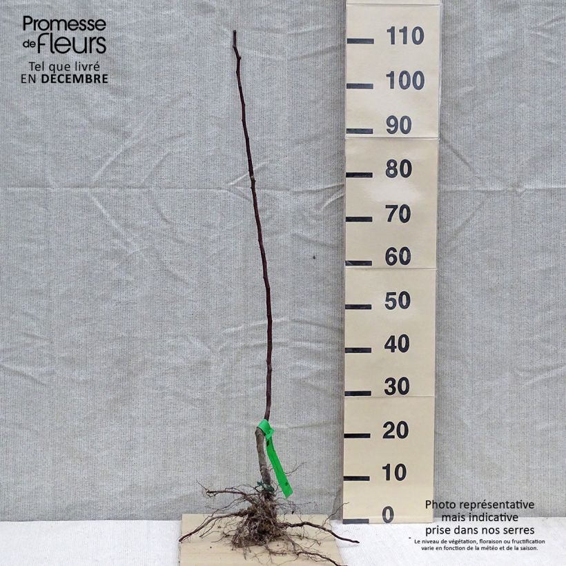 Pyrus communis Beurré Giffard - Pear Tree Bare root, ScionShipped height around 90/120cm sample as delivered in winter