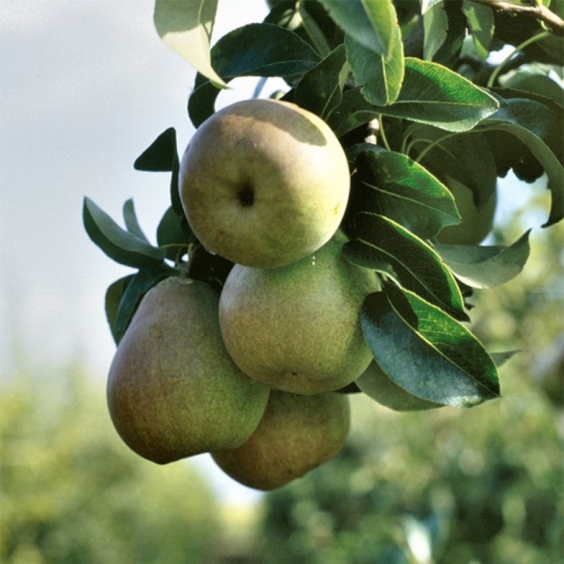 Pyrus communis Beurré Hardy Organic - Pear Tree (Harvest)