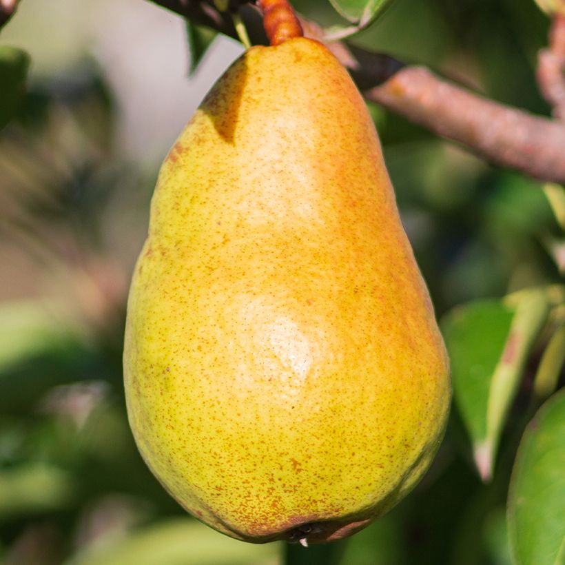 Pyrus communis Beurré Lebrun - Pear Tree (Harvest)