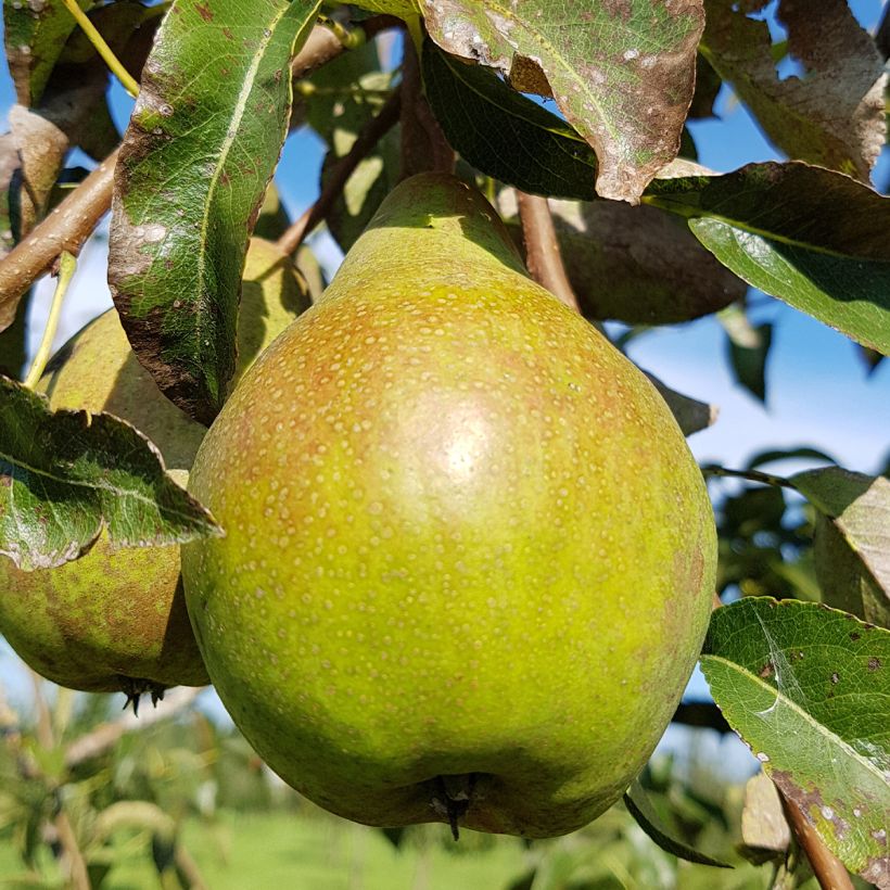 Pyrus communis Charneux - Pear Tree (Harvest)
